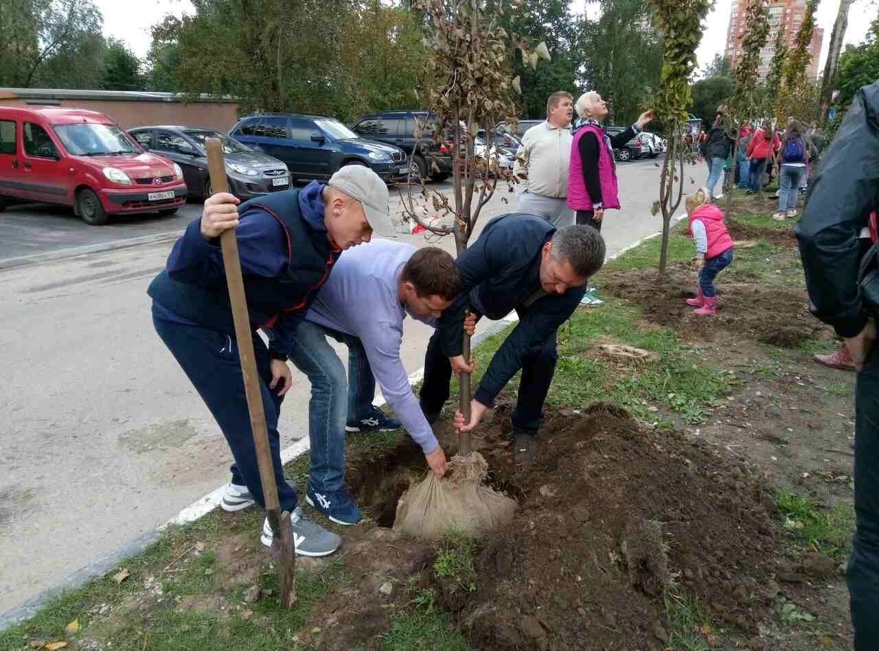 дерево